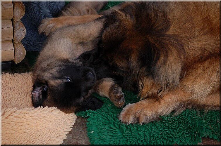 leonberger 025.jpg